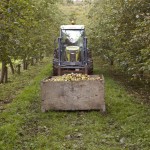 Healeys_Healeys-Cornish-Cyder-Farm_Tractor-in-Healys-orchard (1)