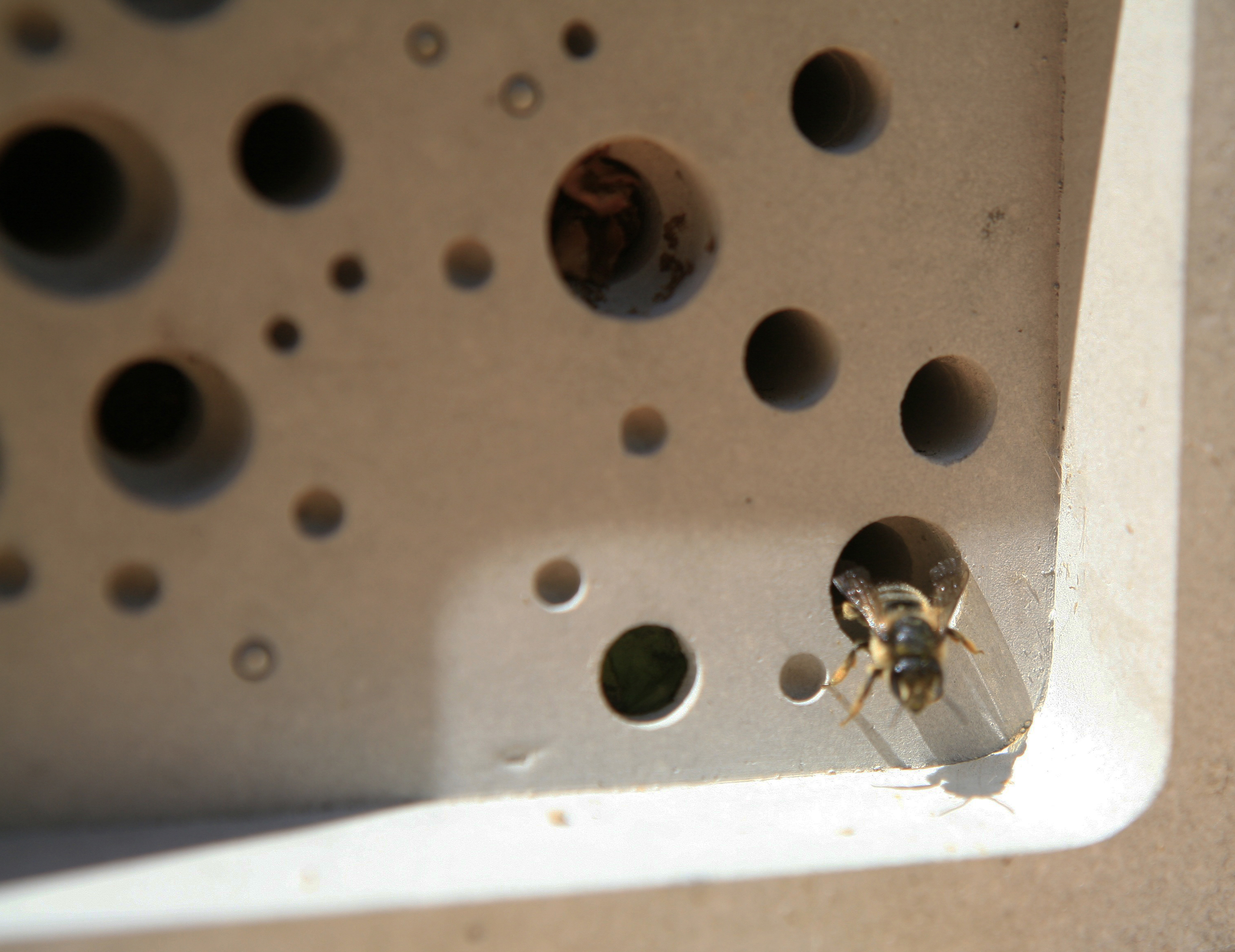 Solitary bee emerges from bee brick