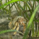 Hermit crab in eelgrass, credit Paul Naylor72