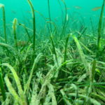 Underwater Seagrass Meadow off the coast of St Mawes, credit Matt Slater & Cornwall Wildlife Trust72